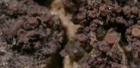 Leptogium subtile
